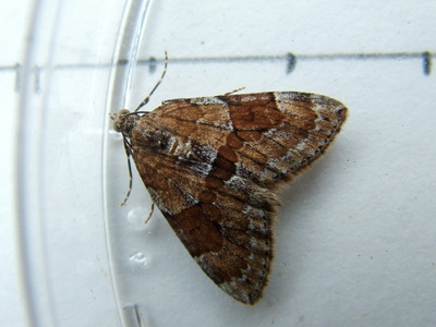 Grey Pine Carpet